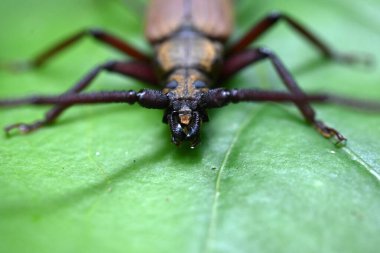 Aegosoma sinicum erkek. Coleoptera Cerambycidae. Vücut uzunluğu 3-5 cm, yazın aktif, bitki yaprağı ve ağaç kabuğu yiyor. Bu böcek yenilebilir..
