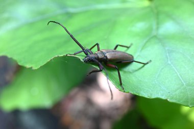 Aegosoma sinicum erkek. Coleoptera Cerambycidae. Vücut uzunluğu 3-5 cm, yazın aktif, bitki yaprağı ve ağaç kabuğu yiyor. Bu böcek yenilebilir..