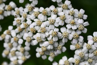 Yarrow (Achillea millefolium) çiçekleri. Asteraceae daimi bitkisi. Küçük beyaz ışık ve boru çiçekleri yazın açar. Şifalı bir bitkidir ve 