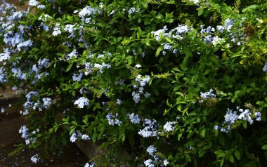Mavi tesisat çiçekleri. Plumbaginaceae daima yeşil tropikal çalı. Serin mavi ve beyaz çiçekler bahardan sonbahara kadar uzun bir süre çiçek açmaya devam eder..