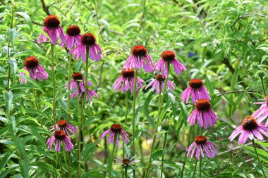  Ekinezya çiçekleri. Asteraceae daimi bitkisi. Çiçek mevsimi Temmuz 'dan Ekim' e kadar devam eder. Boru çiçekleri şişer ve ışın çiçekleri hafifçe aşağıya bakar..