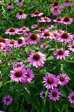  Ekinezya çiçekleri. Asteraceae daimi bitkisi. Çiçek mevsimi Temmuz 'dan Ekim' e kadar devam eder. Boru çiçekleri şişer ve ışın çiçekleri hafifçe aşağıya bakar..