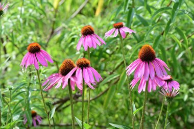  Ekinezya çiçekleri. Asteraceae daimi bitkisi. Çiçek mevsimi Temmuz 'dan Ekim' e kadar devam eder. Boru çiçekleri şişer ve ışın çiçekleri hafifçe aşağıya bakar..
