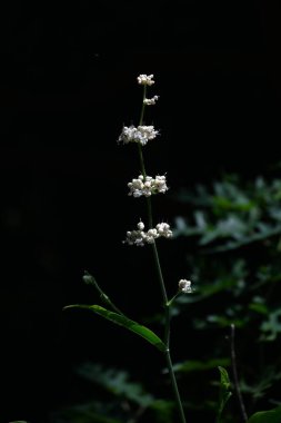 Pollia japonica (Japonca 'Yabu-Myoga') çiçekleri. Commelinaceae daimi bitkileri. Sulak alanlarda kümeler halinde büyür ve yazın beyaz çiçekler üretirler..