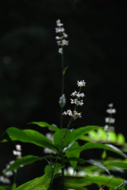 Pollia japonica (Japonca 'Yabu-Myoga') çiçekleri. Commelinaceae daimi bitkileri. Sulak alanlarda kümeler halinde büyür ve yazın beyaz çiçekler üretirler..