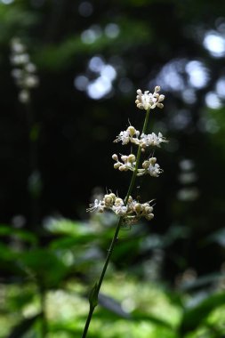 Pollia japonica (Japonca 'Yabu-Myoga') çiçekleri. Commelinaceae daimi bitkileri. Sulak alanlarda kümeler halinde büyür ve yazın beyaz çiçekler üretirler..
