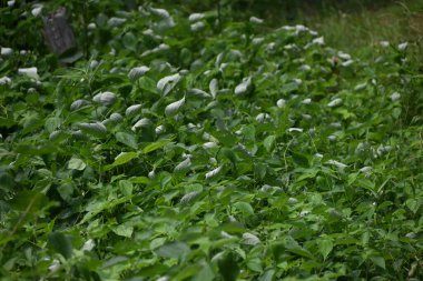Ramie (Boehmeria nivea) ayrılır. Urticaceae daimi bitkileri. Yaprakların alt kısmı beyazdır ve çok güzel bir kontrastlık yaratır. Sapları iplik için kullanılır..