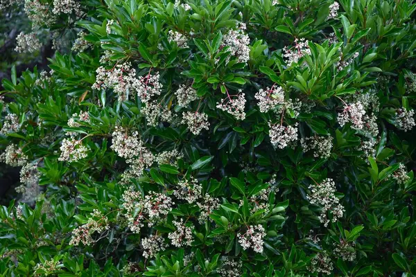  Tatlı viburnum (Viburnum odoratissimum) tomurcukları ve çiçekleri. Viburaceae her zaman yeşil ağaç. Yazın başında panikleyerek çiçek açan sayısız küçük beyaz çiçek..