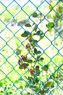 Fare gözü fasulyesi (Rhychosia volubilis) baklagiller. Fabaceae daimi asması. Kapsüller olgunlaşıp ikiye bölündüğünde kırmızıya döner ve iki parlak siyah tohum ortaya çıkar..