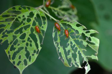 Lema çeşitleri. Arthropoda insecta coleoptera chrysomeelidae. Kudzu yapraklarındaki delikleri yiyen bir haşere..