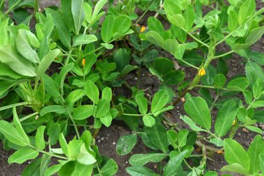 Fıstık ekimi. Çiçek açtıktan sonra, ginophore yer altında büyür ve bir baklagil olarak şişer. Japonya 'da tohumlar mayıs ayında ekilir ve eylülde hasat edilir..