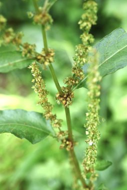 Rumex japonicus (Japon rıhtımı) ashenes. Polygonaceae daimi bitkileri. Çiçek açtıktan sonra oluşan ashenler yeşilden kahverengiye renk değiştirirler..