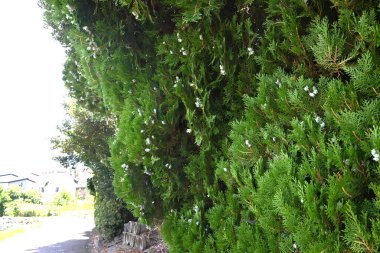 Oriental arborvitae (Platycladus orientalis) konileri. Cupressaceae her zaman yeşil kozalaklı. Tekdüze, baharda çiçekler ve çiçek açtıktan sonra yeşilimsi beyaz koniler üretir..
