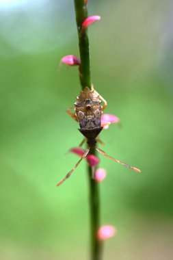Cletus punktiger larvası. Arthropoda insecta hemiptera coreidae. Gramineae ailesinin bitkilerini seven ve pirincin zarar görmesine neden olan bir baş belası..