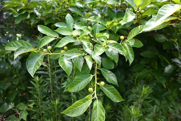 Ficus erecta meyveleri. Moraceae fitili yaprak döken çalı. Çiçek kesesi siyah mora döner ve bir meyve kesesine dönüşür. Dişi bitkinin meyvesi de yenilebilir..
