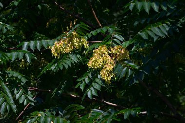 Cennetin Ağacı (Ailanthus altissima) samara. simaroubaceae alanthus tahıl tohumu. Samaranın tohumları sonbaharda rüzgarla savrulur ve çoğalır..