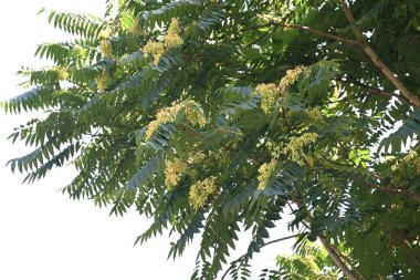 Cennetin Ağacı (Ailanthus altissima) samara. simaroubaceae alanthus tahıl tohumu. Samaranın tohumları sonbaharda rüzgarla savrulur ve çoğalır..