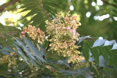 Cennetin Ağacı (Ailanthus altissima) samara. simaroubaceae alanthus tahıl tohumu. Samaranın tohumları sonbaharda rüzgarla savrulur ve çoğalır..