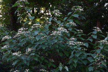  Palyaço görkemli çardak çiçekleri. Lamiaceae yapraklı ağacı. Yazın çok sayıda güzel kokulu beyaz çiçekler açar. Genç yapraklar yenilebilir, kökler şifalıdır ve meyveler boya için kullanılır..