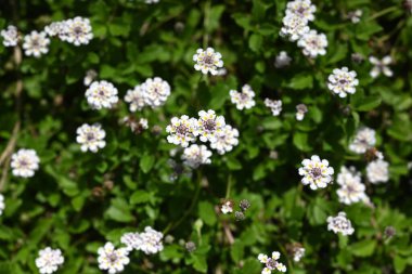  Phyla canescens (Lippia) çiçekleri. Vervenaceae bitkileri. Yazdan sonbahara kadar küçük beyaz çiçeklerle çok sayıda çiçek açarlar ve genellikle toprak örtüsü olarak kullanılırlar..
