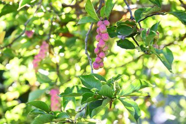  Magnolia kobus meyveleri. Magnoliaceae yapraklı ağacı. Meyve bir folikül kümesidir ve olgunlaşmamış yeşil meyveler sonbaharda kırmızıya dönüşür, yarılır ve tohumlar dökülür..