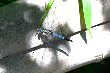  Erkek Yaygın Süzgeci (Orthetrum albistylum Specosum). Odonata iftirası. Erkeğin vücudu açık mavi, bileşik gözleri mavi ve kanatları şeffaftır..