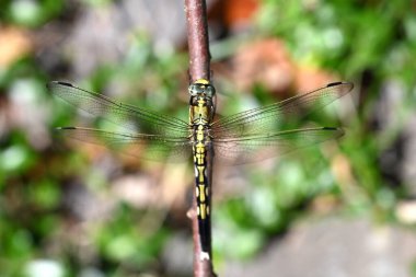  Kadın Yaygın Süzgeci (Orthetrum albistylum Specosum). Odonata iftirası. Dişinin vücudu siyah noktalı sarı ve bileşik gözleri yeşildir..