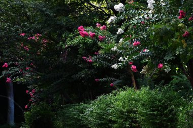 Krep üzümlü beyaz çiçekler. Lythraceae yapraklı ağacı. Pembe ya da beyaz, altı yapraklı kıvırcık çiçekler yazdan sonbahara kadar paniğe kapılır..