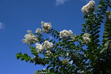 Krep üzümlü beyaz çiçekler. Lythraceae yapraklı ağacı. Pembe ya da beyaz, altı yapraklı kıvırcık çiçekler yazdan sonbahara kadar paniğe kapılır..
