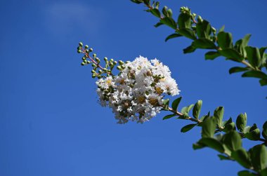 Krep üzümlü beyaz çiçekler. Lythraceae yapraklı ağacı. Pembe ya da beyaz, altı yapraklı kıvırcık çiçekler yazdan sonbahara kadar paniğe kapılır..