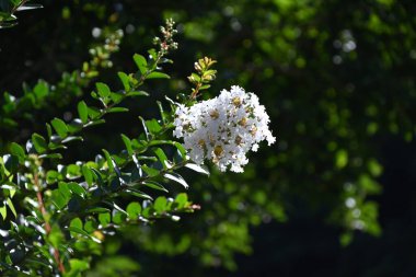 Krep üzümlü beyaz çiçekler. Lythraceae yapraklı ağacı. Pembe ya da beyaz, altı yapraklı kıvırcık çiçekler yazdan sonbahara kadar paniğe kapılır..