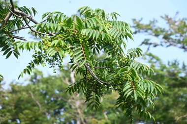  Japon balmumu ağacı meyveleri (Drupe). Japonya 'da, Japon balmumu bu ağacın meyvelerinden elde edilir ve Japon mumları ve diğer ürünler için hammadde olarak kullanılır..