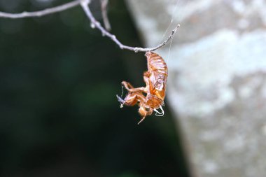 Ağustos böceklerinin morfolojisi. Böcek arkaplan malzemesi. Ağustos böcekleri yedi yıl boyunca yeraltında larva olarak yaşarlar ve yaşamlarını bir ayda bitirirler..