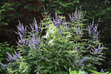 Vitex agnus-castus (Chaste ağacı) çiçekleri. Lamiaceae yaprak döken çalı. Küçük, soluk mor, dudak şeklindeki çiçekler yazdan sonbahara kadar sivri uçlarda açar. Bu bitki regl ağrılarına karşı etkilidir..
