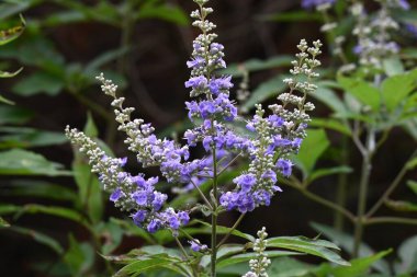 Vitex agnus-castus (Chaste ağacı) çiçekleri. Lamiaceae yaprak döken çalı. Küçük, soluk mor, dudak şeklindeki çiçekler yazdan sonbahara kadar sivri uçlarda açar. Bu bitki regl ağrılarına karşı etkilidir..