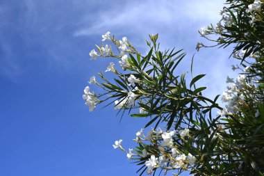 Oleander beyaz çiçekleri. Apocynaceae her zaman yeşil bir çalı. Zehirli bir bitki. Yazın kırmızı ya da beyaz çiçeklerle açar, hava kirliliğine dayanıklıdır ve yol kenarı ağacı olarak kullanılır..