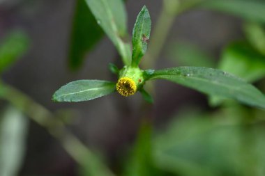  Karpesyum divaricatum çiçekleri. Asteraceae daimi bitkileri. Ormanlarda biraz karanlık yerlerde yetişir ve yazın yapraksız sarı boru çiçekleri açarlar..