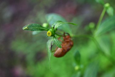  Karpesyum divaricatum çiçekleri. Asteraceae daimi bitkileri. Ormanlarda biraz karanlık yerlerde yetişir ve yazın yapraksız sarı boru çiçekleri açarlar..