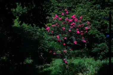  The Crape Myrtle 'ın canlı kırmızı çiçekleri çiçek açmış. Lythraceae yapraklı ağacı. Ağacın kabuğu pürüzsüzdür ve çiçekler yazdan sonbahara kadar uzun bir süre çiçek açar..