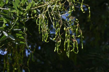 Styphnolobium japonicum (Japon pagoda ağacı). Çiçekler ve baklagiller. Fabaceae yapraklı ağaç. Kelebek şeklinde çiçekler yazın açar, devamında baklagiller..