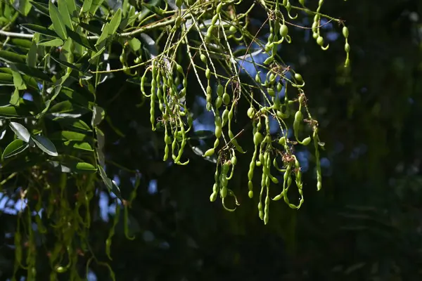 Styphnolobium japonicum (Japon pagoda ağacı). Çiçekler ve baklagiller. Fabaceae yapraklı ağaç. Kelebek şeklinde çiçekler yazın açar, devamında baklagiller..