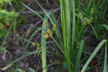 Cyperus cyperoides (Pasifik adası düzlüğü). Cyperaceae daimi bitkileri. Fırça gibi dikenler yazın sonbahardan sonbahara kadar gövdenin tepesinde büyür..