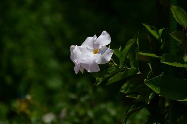  Mandevilla 'güneş şemsiyesi' çiçekleri. Apocynaceae tropikal asması. Bu çiçek, Mandevilla 'dan Orta ve Güney Amerika' nın tropik bölgelerine kadar uzanan bir tarladır..