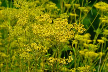 Altın dantel (Patrinia scabiosifolia) çiçekleri. Valerianaceae daimi bitkileri. Yazdan sonbahara, sayısız küçük sarı çiçekler köklerin ucunda çiçek açar..