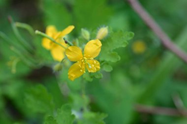  Chelidonium majus (Büyük Celandine) çiçekleri. Sarı çiçekler yazın başlarında açar. Zehirli bir bitki olmasına rağmen, deri hastalıklarına karşı etkili bir şifalı bitkidir..