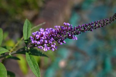 Buddleja Daviddi çiçekleri. Scrophulariaceae yaprak döken çalı. Ona Kelebek çalılığı denir çünkü tatlı kokulu koni şeklindeki çiçekler kelebekleri çeker..