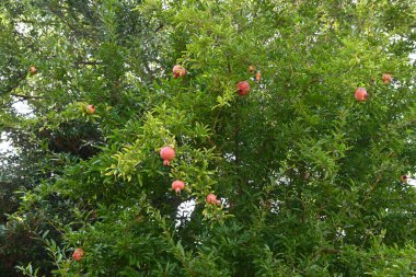 Nar meyveleri. Lythraceae yapraklı meyve ağacı. Meyveler sonbaharda olgunlaşır, yenilebilir ve tıbbi özellikleri vardır..