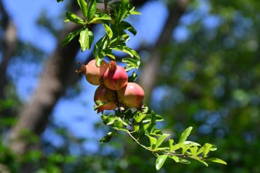 Nar meyveleri. Lythraceae yapraklı meyve ağacı. Meyveler sonbaharda olgunlaşır, yenilebilir ve tıbbi özellikleri vardır..