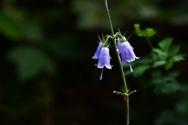  Adenophora triphylla (Japon bayan çanı) çiçekler. Campanulaceae daimi bitkileri. Soluk mor çan şeklindeki çiçekler yazın başlangıcından sonbaharın başına kadar çiçek açar..