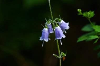  Adenophora triphylla (Japon bayan çanı) çiçekler. Campanulaceae daimi bitkileri. Soluk mor çan şeklindeki çiçekler yazın başlangıcından sonbaharın başına kadar çiçek açar..